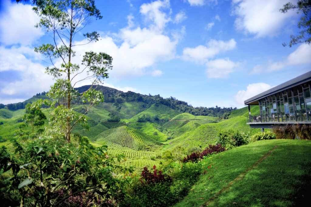 キャメロンハイランド Cameron Highland