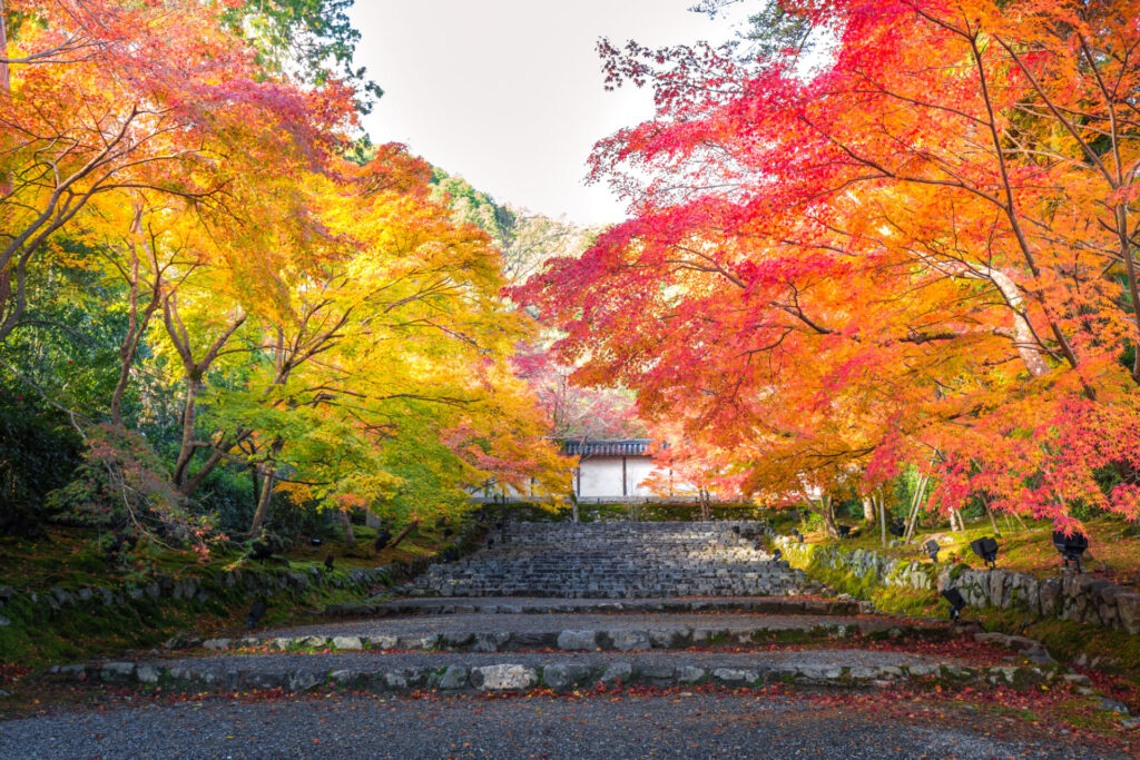 美しい紅葉のグラデーション