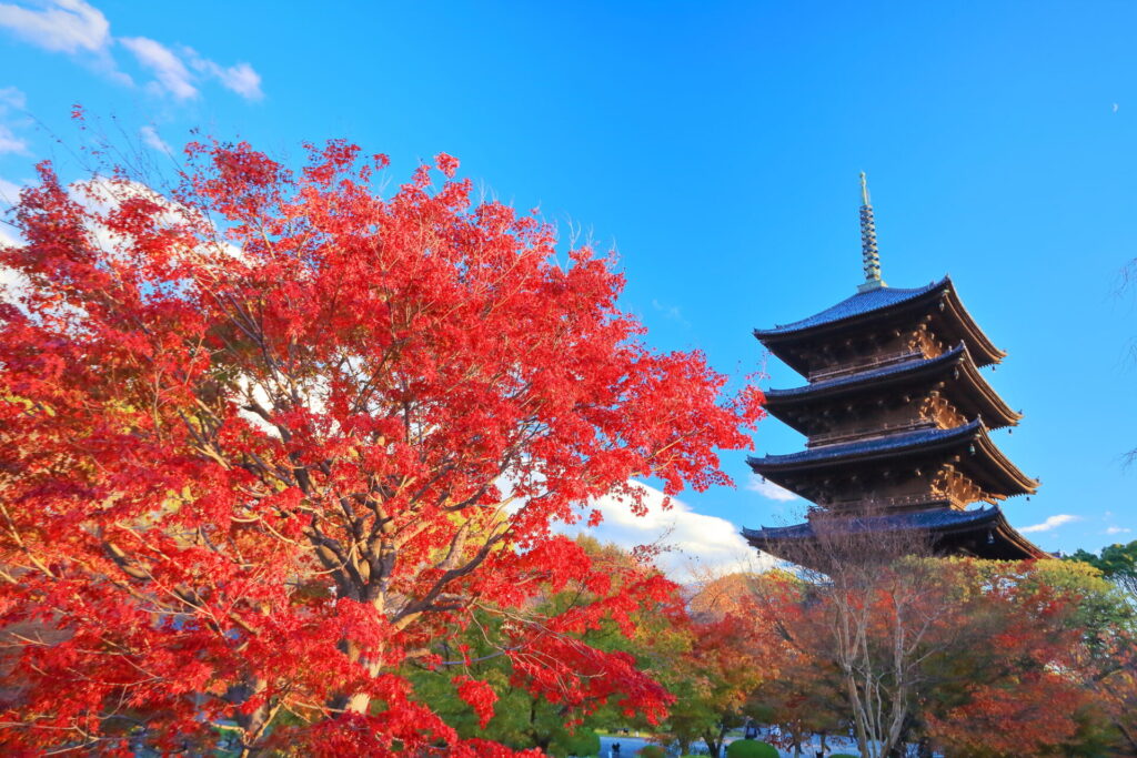 東寺(教王護国寺): 深紅の紅葉と五重塔の美しさ