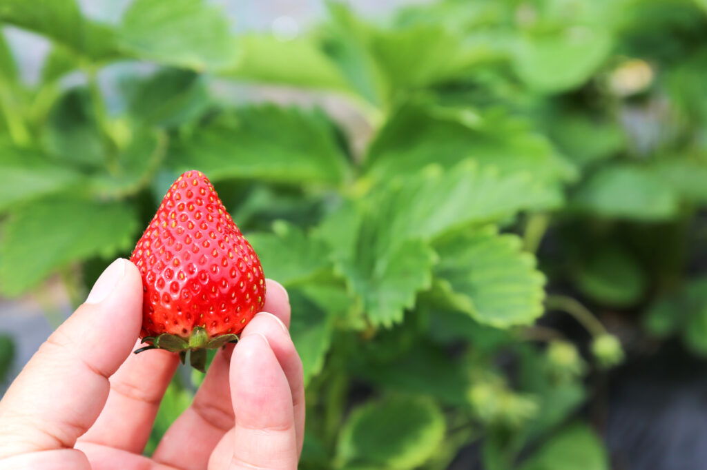 栃木 いちご 狩り おすすめ