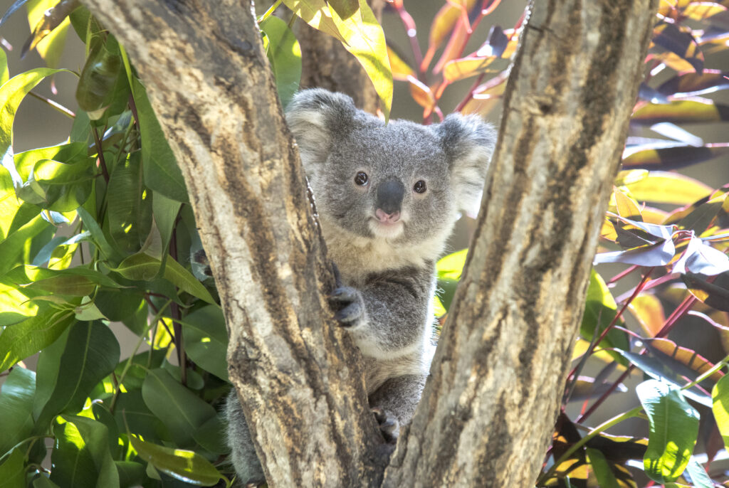 オーストラリアの基本情報