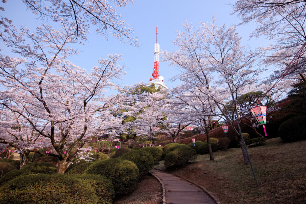 午前: 八幡山公園での自然散策