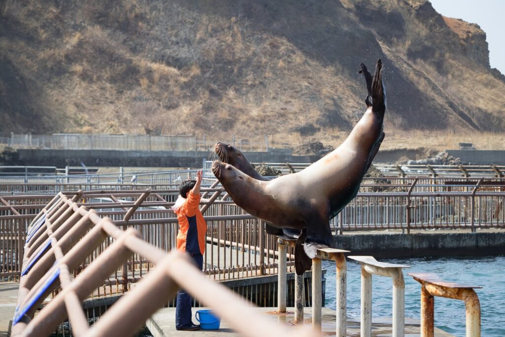 おたる水族館で行われるトドショー