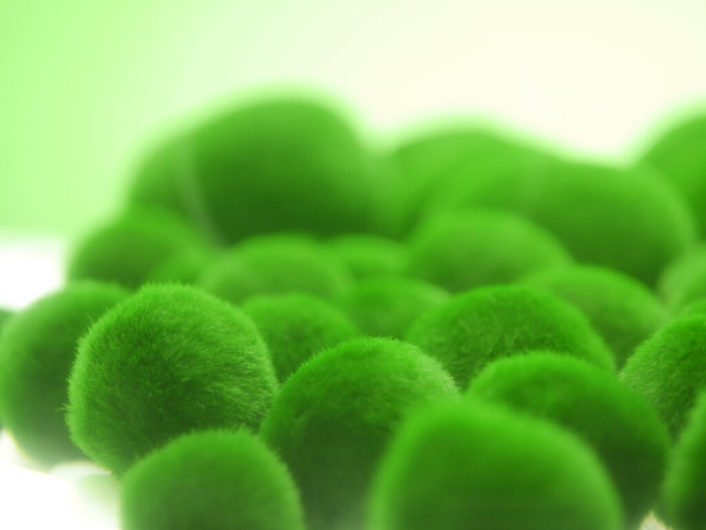 マリモ展示観察センター