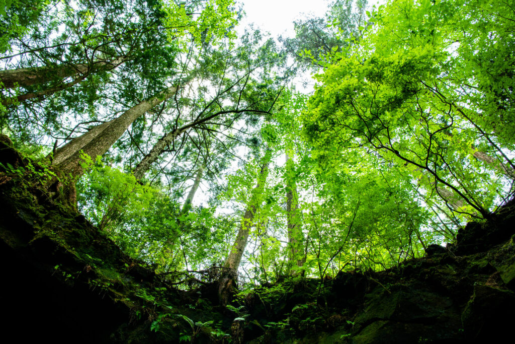 河口湖 観光 モデル コース 日帰り_おすすめ観光スポット