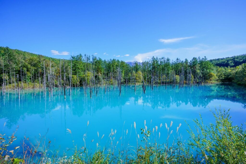 夜: 美瑛白金の青い池・白ひげの滝
