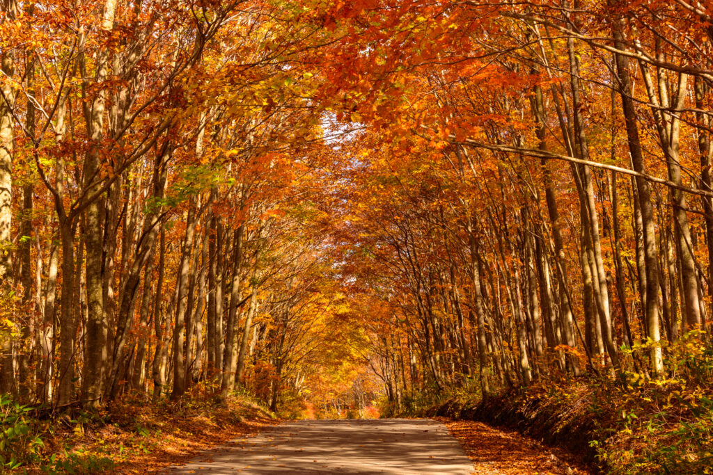 田沢湖高原温泉郷