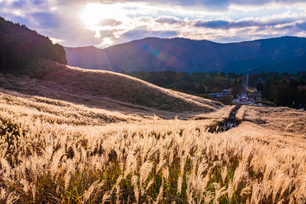 神奈川の仙石原湿原
