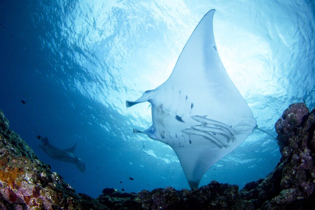 石垣島マンタダイビング