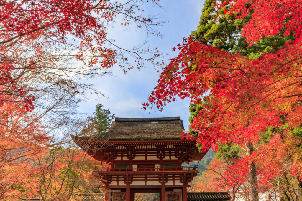 奈良紅葉