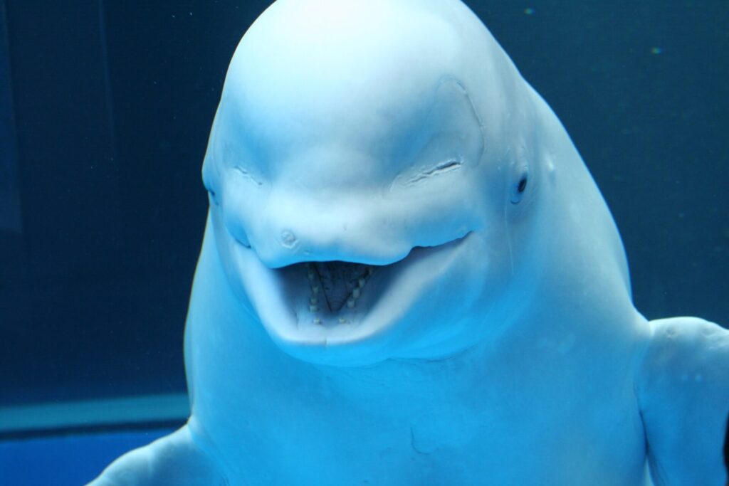 八景島シーパラダイスのシロイルカ