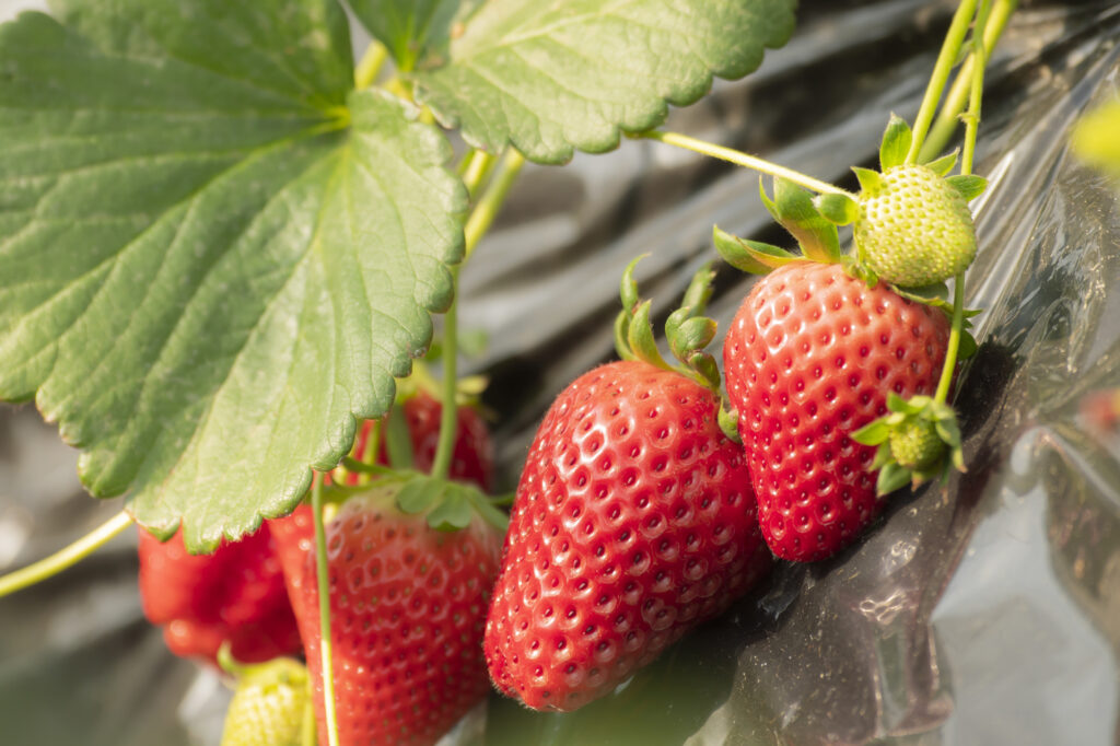 栃木 いちご狩り