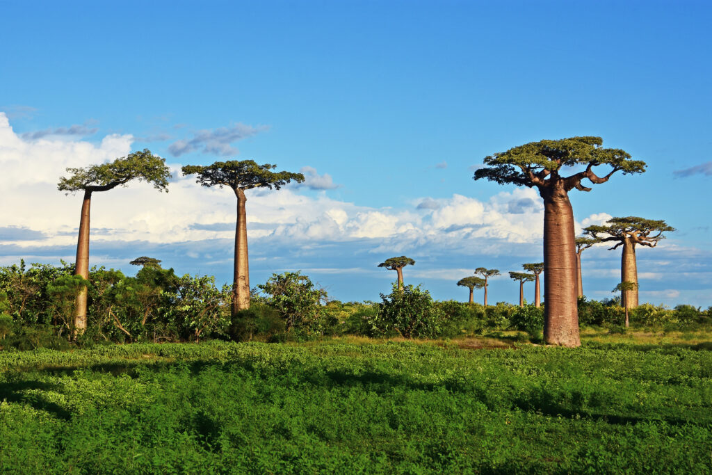 マダガスカル 観光_アイキャッチ