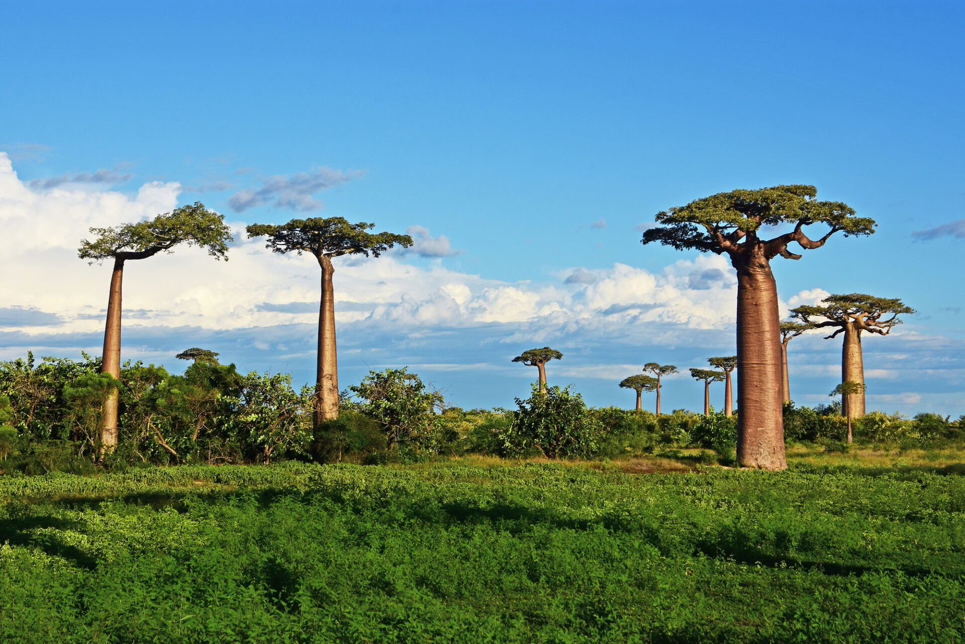 マダガスカル 観光_アイキャッチ