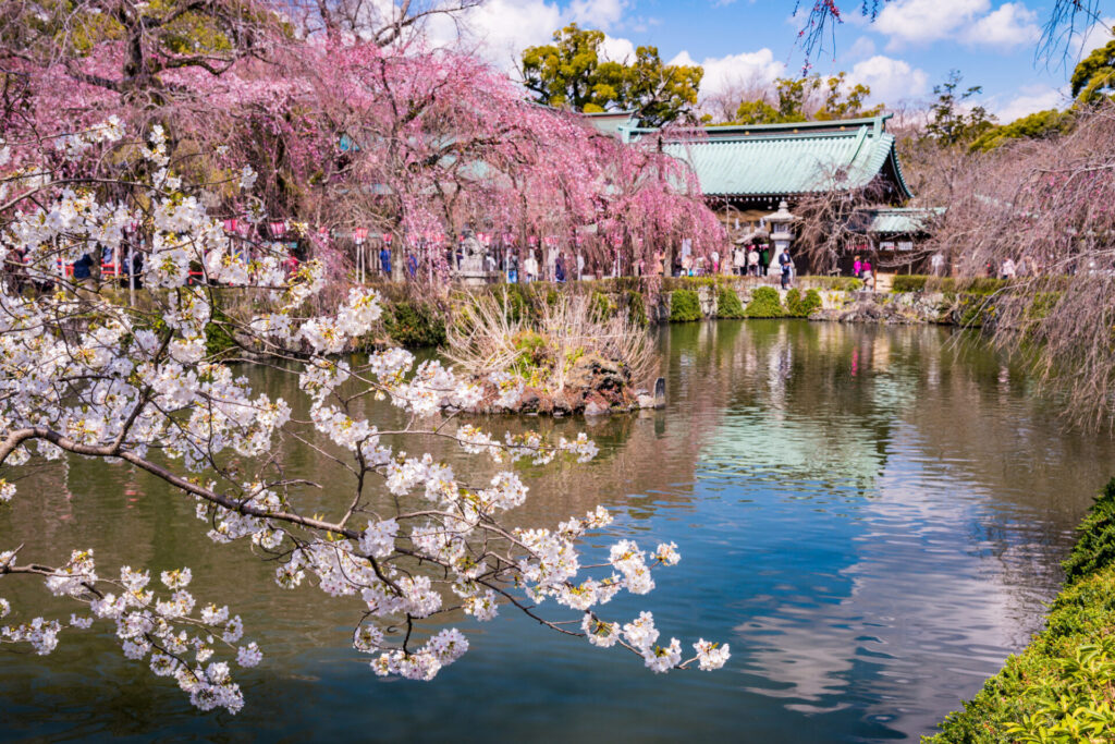 （静岡県）桜満開の三島大社