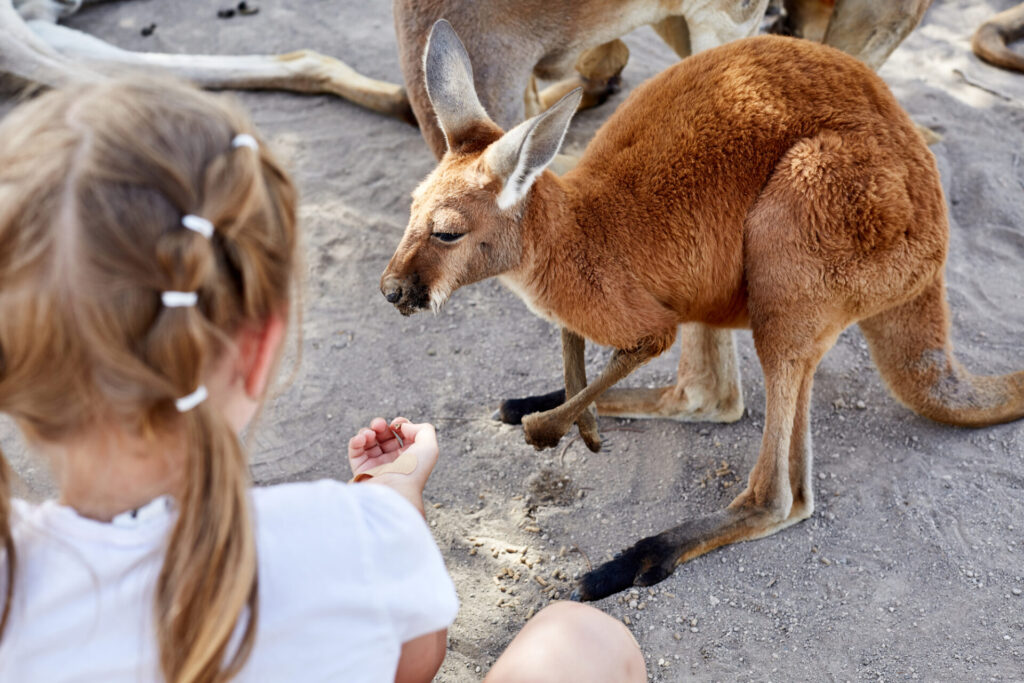 シドニー動物園おすすめ_過ごし方