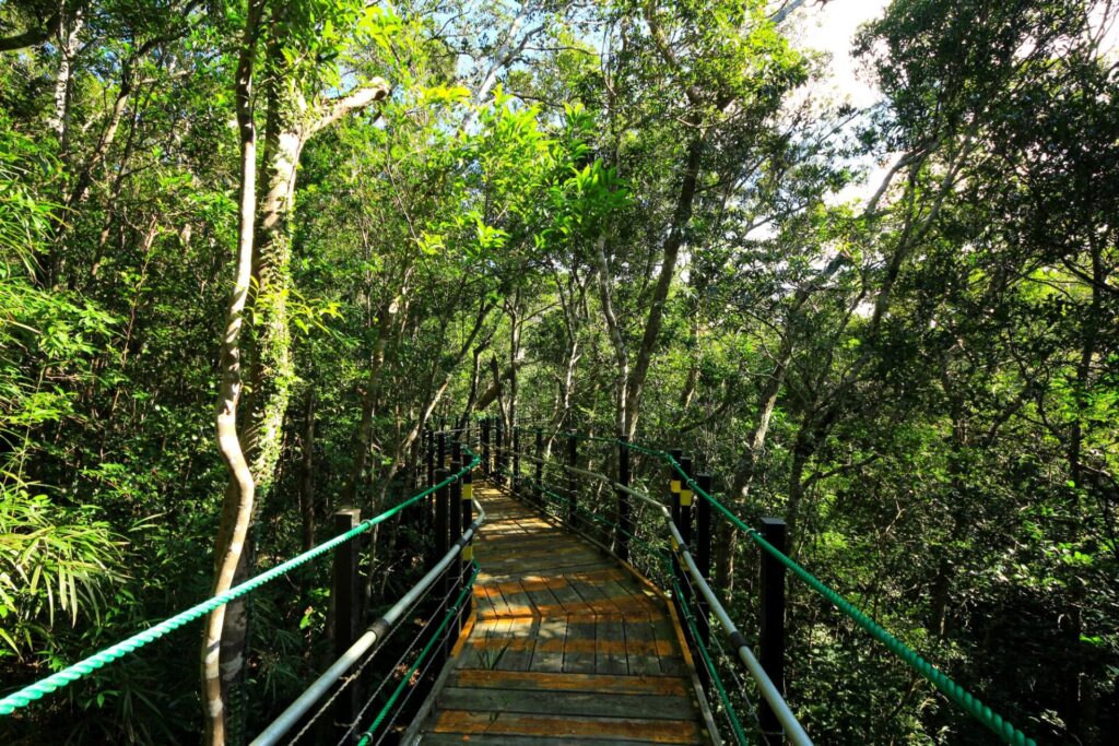 やんばる学びの森の歩道