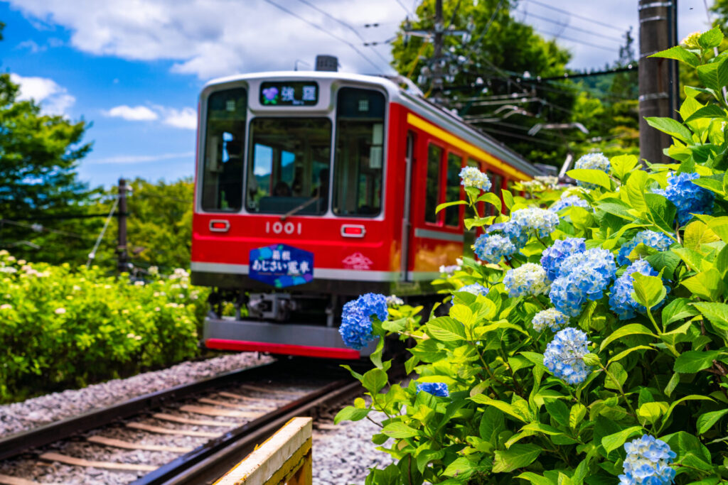 箱根登山鉄道とアジサイ