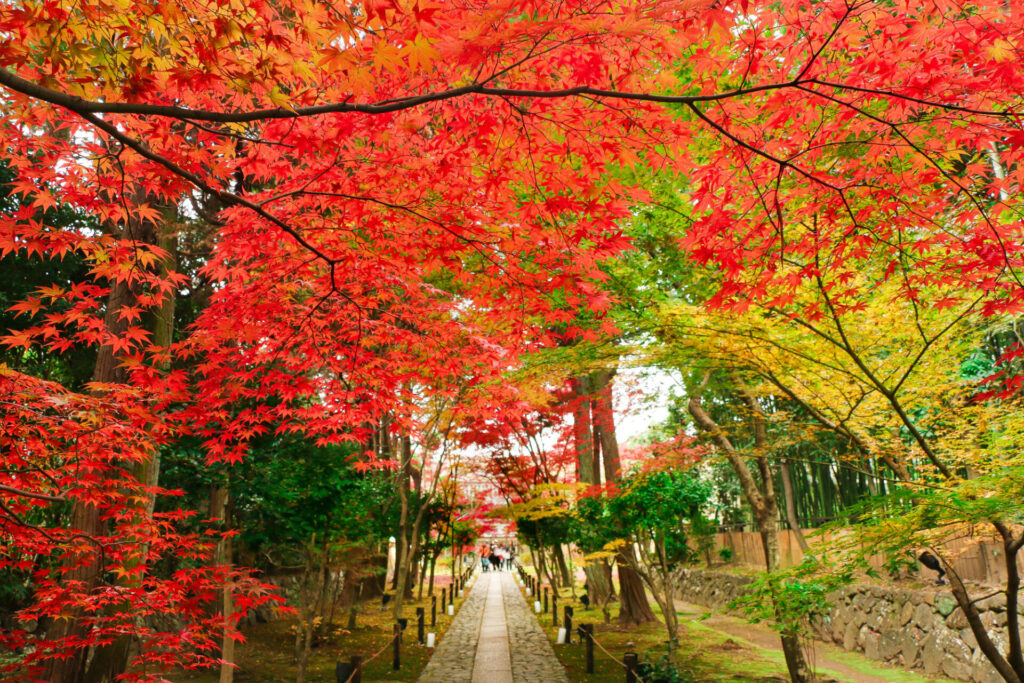 紅葉の参道が美しい鹿王院