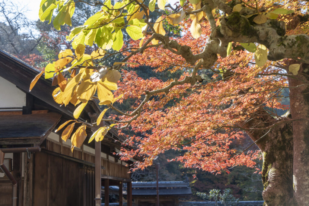 奈良紅葉