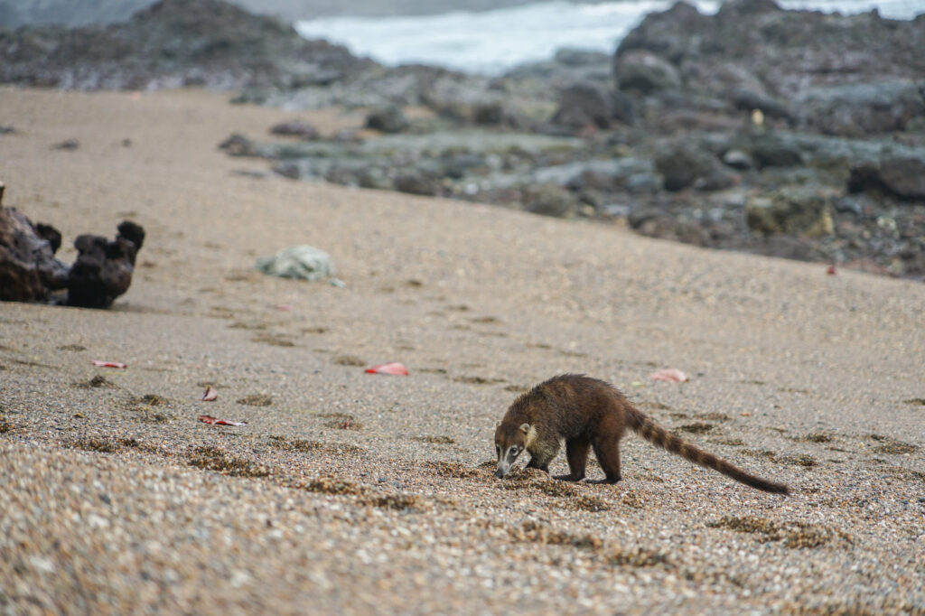 コルコバード国立公園