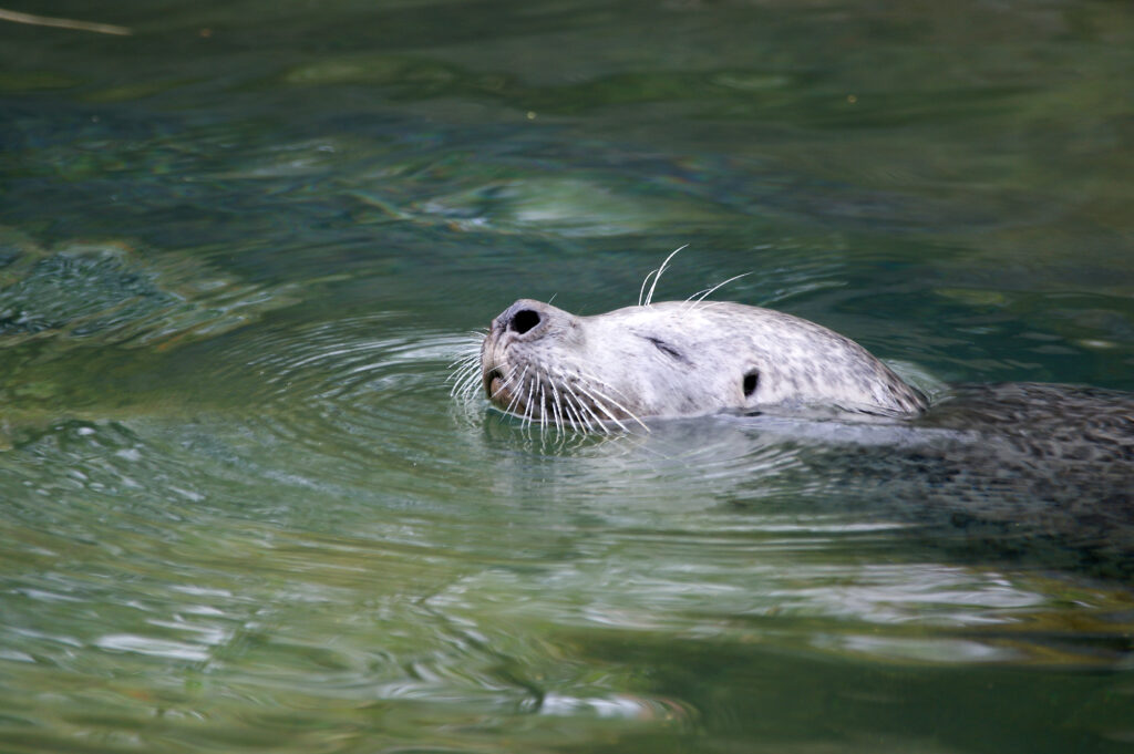 チューリッヒ動物園