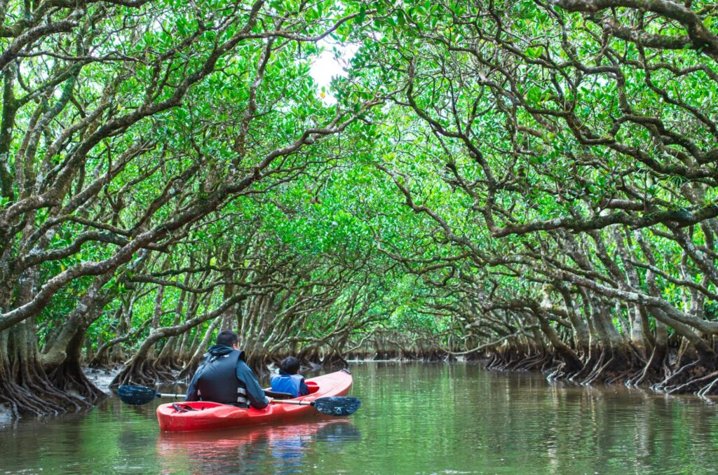 奄美大島のマングローブの林をカヌーで進む親子