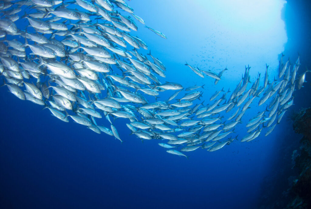 セブ島旅行の観光・アクティビティ費用