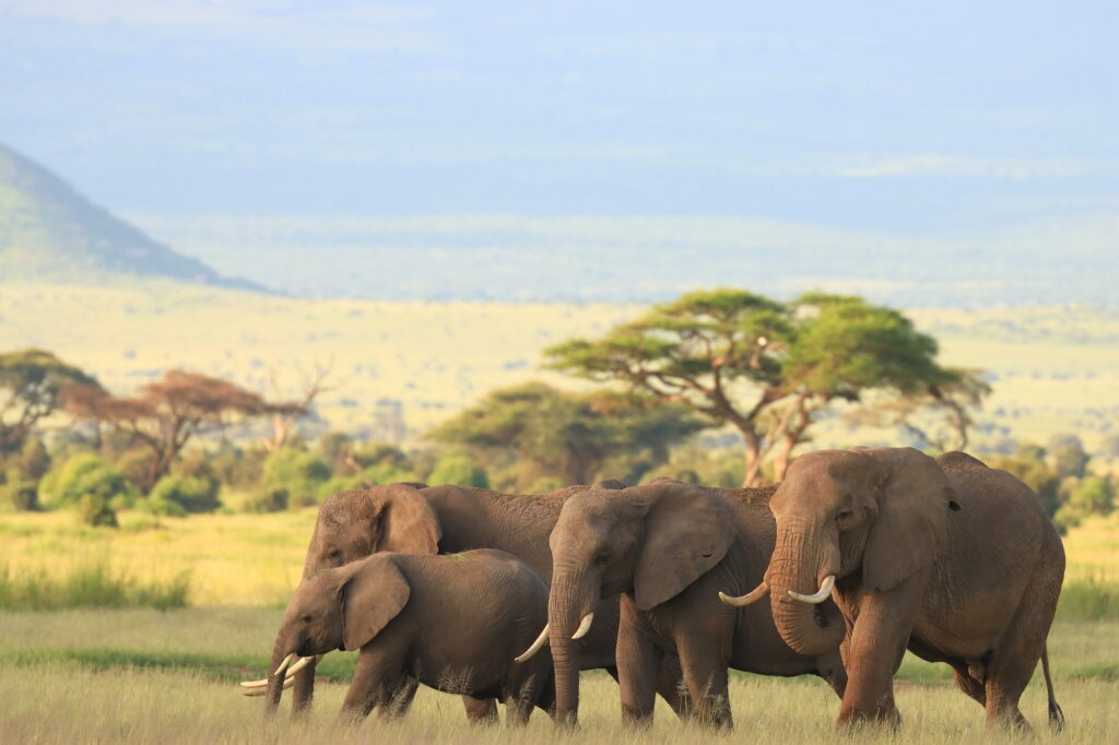 ケニアの人気観光スポット
