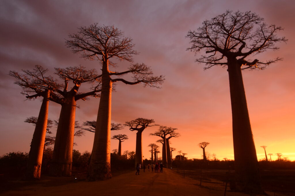 星の王子様でおなじみのバオバブの並木道