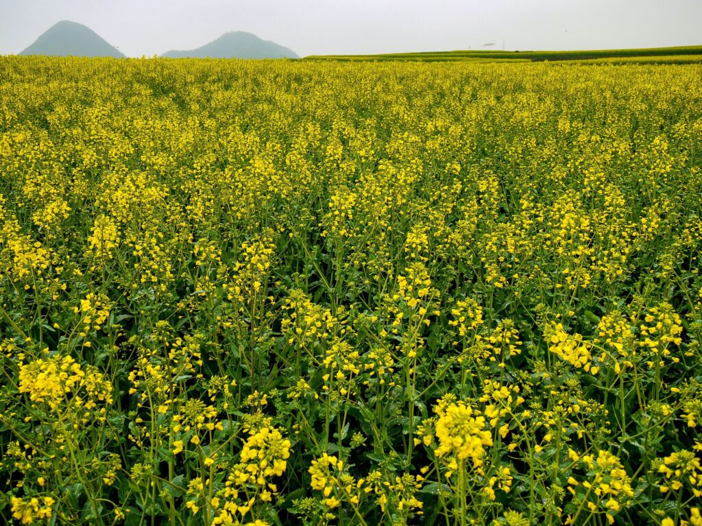 一面に広がる黄色の絨毯、羅平の菜の花