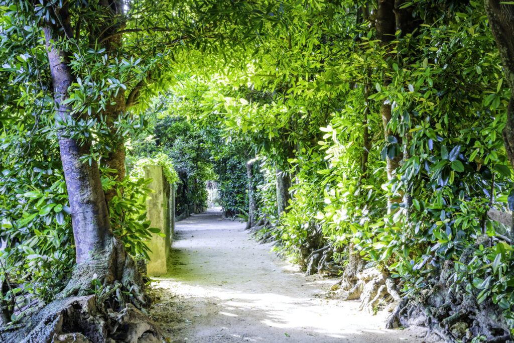 午前: フクギ並木で散歩