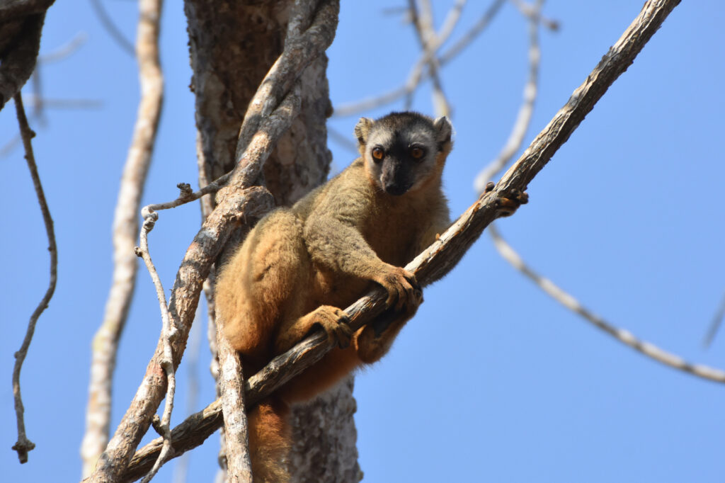 チャイロキツネザル