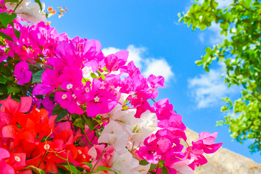 4日目:リラクゼーションとグルメ