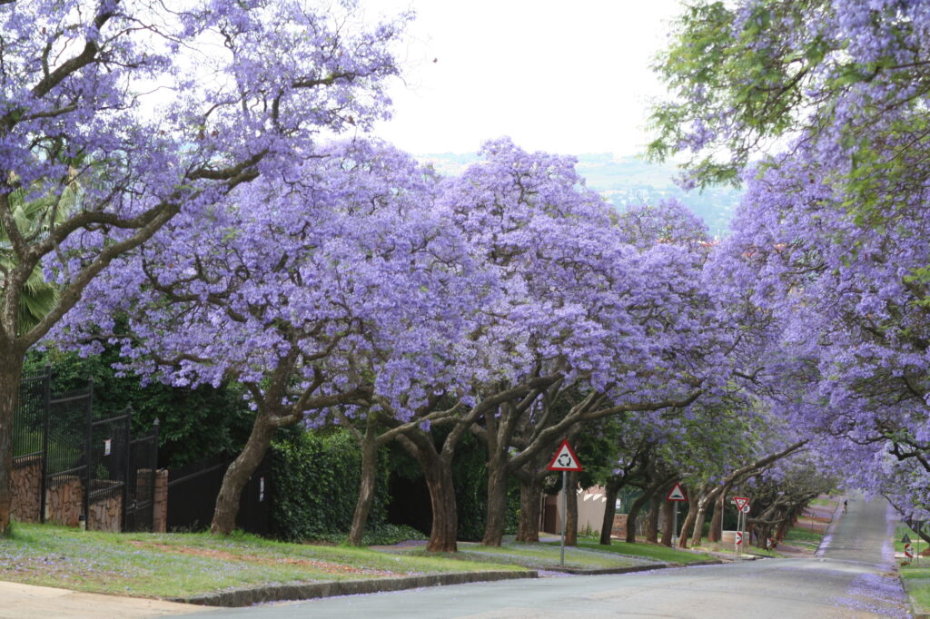 藤色に染めるジャカランダの街 プレトリア