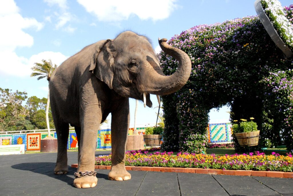 沖縄こどもの国のぞうさん