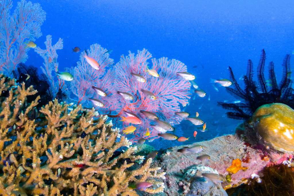 レンボンガン島の楽しみ方(Sea Breeze Ceningan)