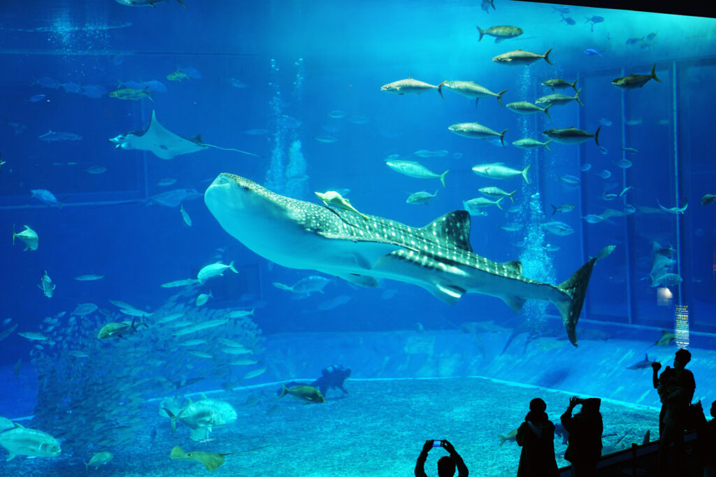 広島観光で行きたい宮島水族館