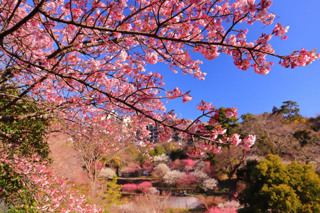 熱海の桜