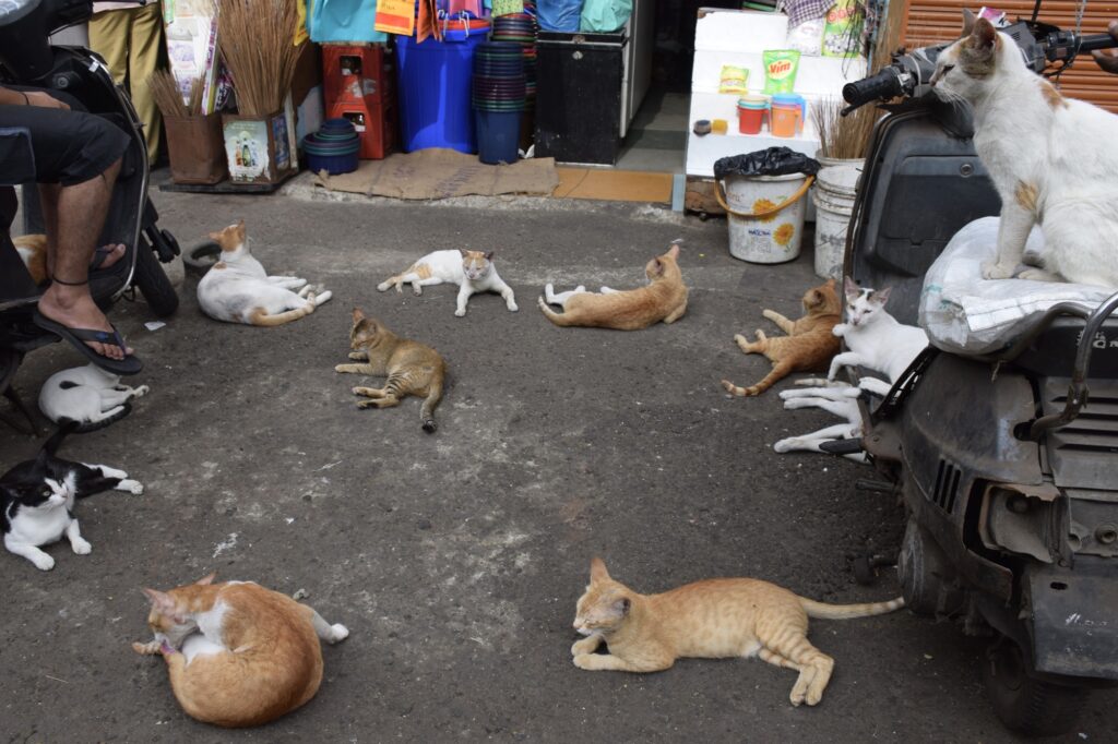 終わりに｜ムンバイでの旅を最高に！