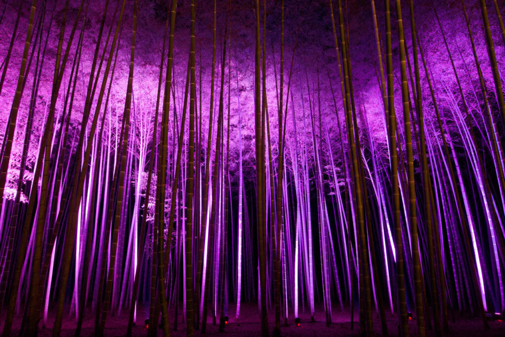 若竹の杜 若山農場