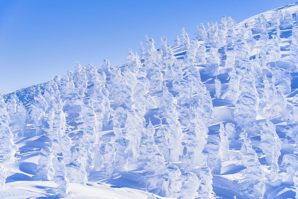 山形蔵王の樹氷と青空