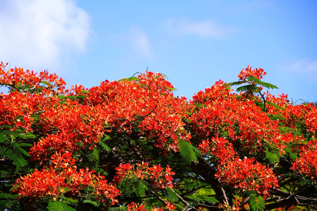 イースター島の基本情報