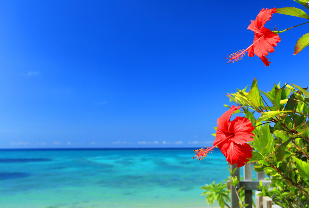 沖縄 の青い海とハイビスカス