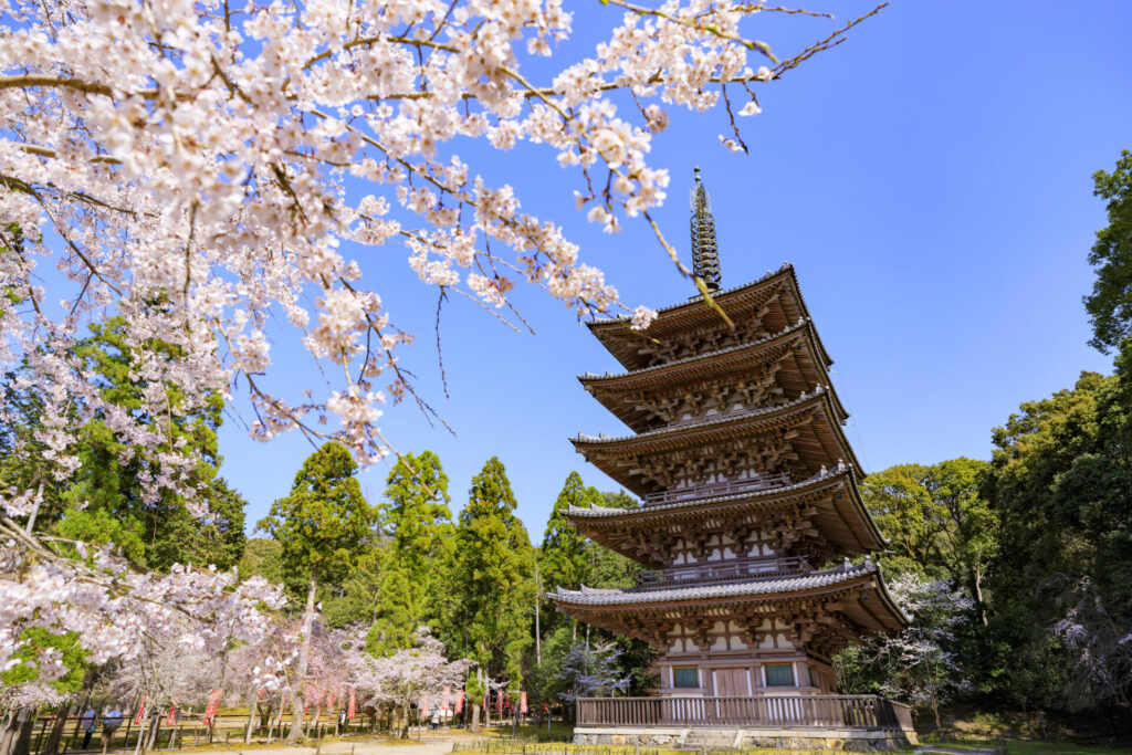 満開の枝垂れ桜