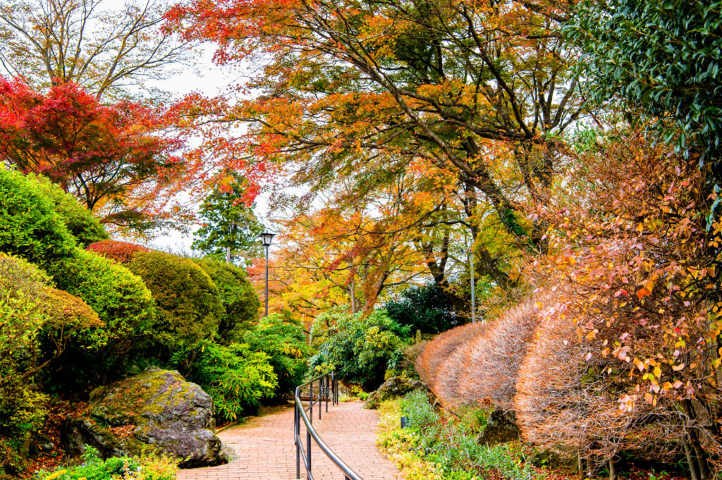 紅葉の強羅公園
