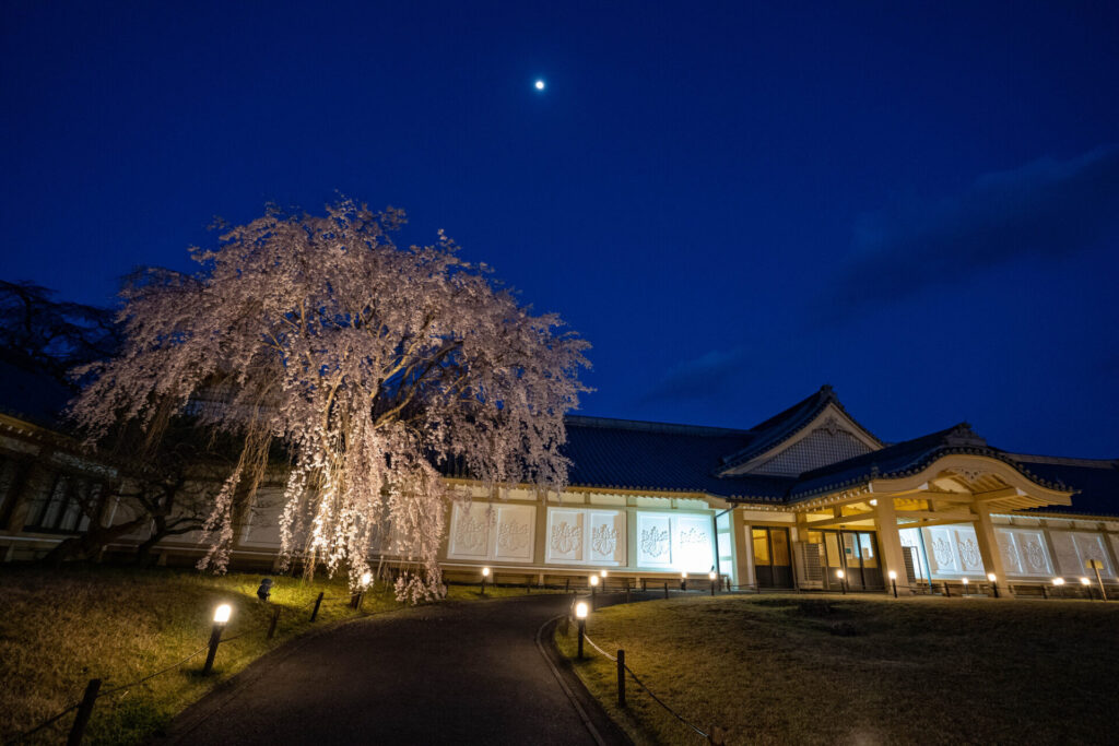 醍醐寺霊宝館の桜ライトアップ