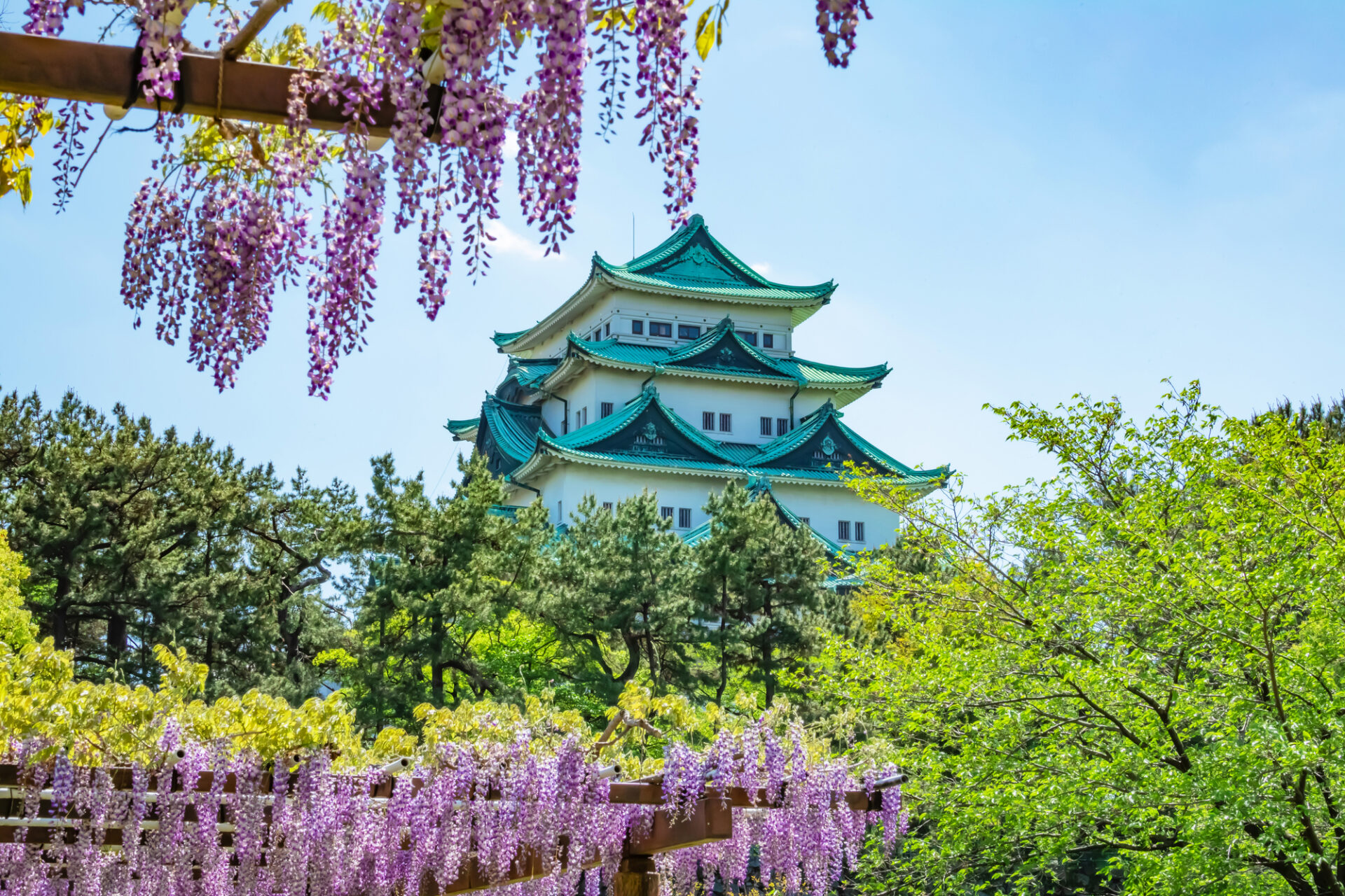 名古屋城と藤