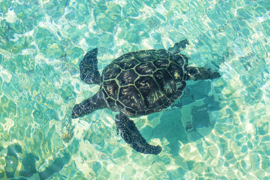 ワイキキでカメのシュノーケリング アドベンチャー