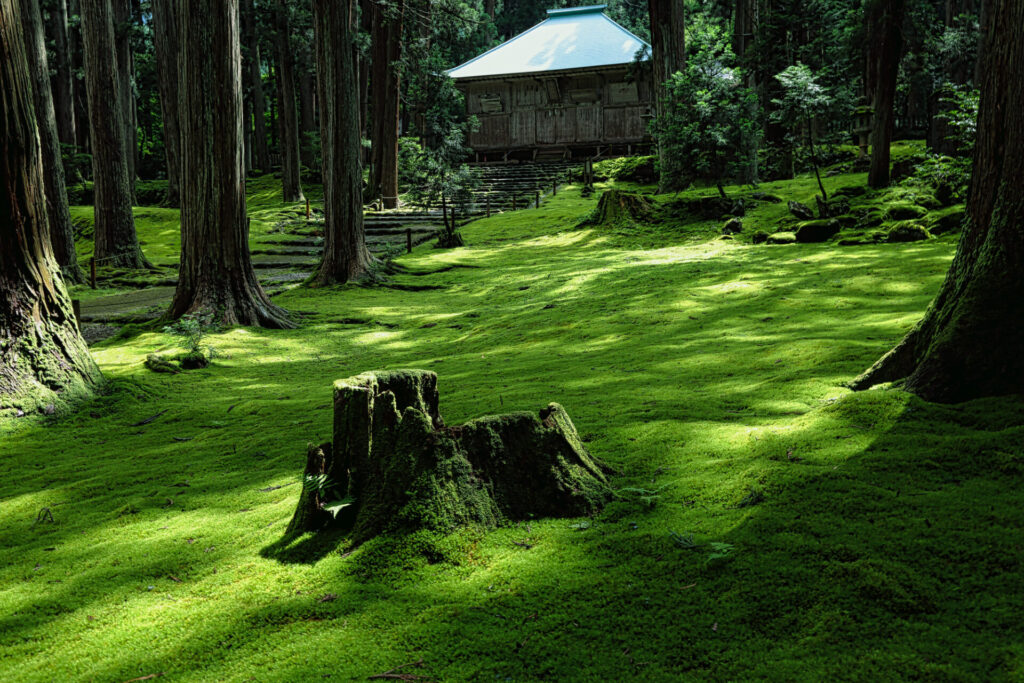 夕方: 白山平泉寺の苔宮を見学